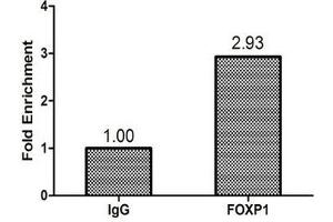Chromatin Immunoprecipitation Hela (1. (FOXP1 抗体  (AA 1-114))
