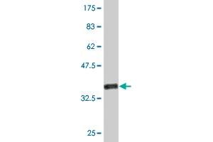 Western Blotting (WB) image for anti-Protein Kinase, X-Linked (PRKX) (AA 269-358) antibody (ABIN519281)