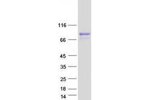 Validation with Western Blot (CRTC1 Protein (Transcript Variant 1) (Myc-DYKDDDDK Tag))