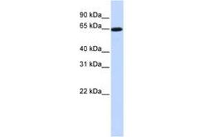 Image no. 1 for anti-Solute Carrier Family 43, Member 1 (SLC43A1) (AA 324-373) antibody (ABIN6743210) (SLC43A1 抗体  (AA 324-373))