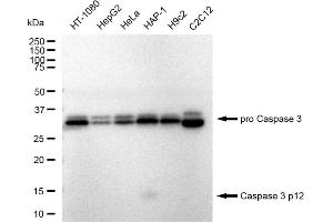 Western blotting analysis using Caspase 3 p12 antibody (ABIN7797896). (Recombinant Caspase 3 p12 抗体)