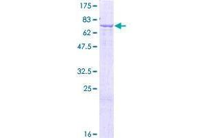 GLYCTK Protein (AA 1-523) (GST tag)