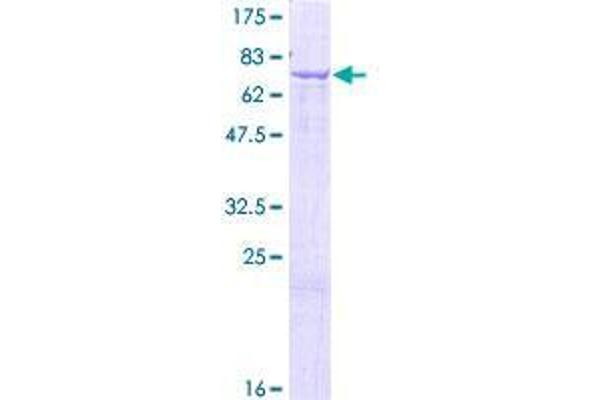 GLYCTK Protein (AA 1-523) (GST tag)