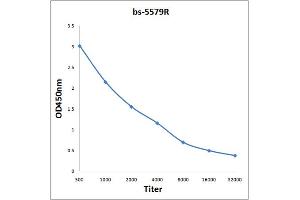 Antigen: 0. (PIK3C3 抗体  (pSer282))