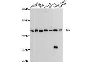 Western blot analysis of extracts of various cell lines, using CMAS Antibody. (CMAS 抗体)