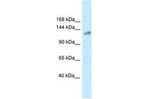 Image no. 1 for anti-Klotho (KL) (AA 100-149) antibody (ABIN6747658) (Klotho 抗体  (AA 100-149))