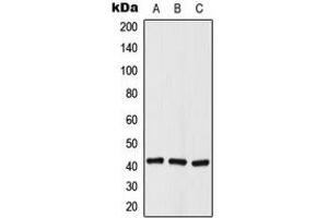 Western blot analysis of Histone Deacetylase 8 (pS39) expression in A549 (A), NIH3T3 (B), rat kidney (C) whole cell lysates. (HDAC8 抗体  (N-Term, pSer39))