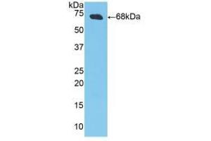 Western blot analysis of recombinant Pig CKM. (CKM 抗体  (AA 11-367))