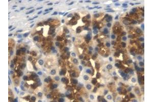 Detection of TFPI in Rat Stomach Tissue using Monoclonal Antibody to Tissue Factor Pathway Inhibitor (TFPI)