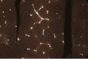 Immunohistochemical staining of Rabbit Muscle tissue section. (C-JUN 抗体  (AA 26-175))