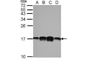 WB Image Sample (30 ug of whole cell lysate) A: 293T B: A431 C: HeLa D: HepG2 15% SDS PAGE antibody diluted at 1:1000 (PFN1 抗体)