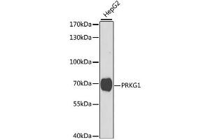 Western blot analysis of extracts of HepG2 cells, using PRKG1 antibody (ABIN1874320) at 1:1000 dilution. (PRKG1 抗体)