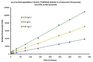 Activity Assay (AcA) image for Cytosol Aminopeptidase (LAP3) (Active) protein (Myc-DYKDDDDK Tag) (ABIN2712411)