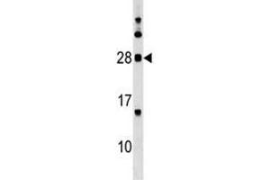MOG antibody western blot analysis in K562 lysate. (MOG 抗体  (AA 82-109))