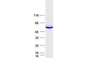 Validation with Western Blot (PSTPIP1 Protein (Myc-DYKDDDDK Tag))