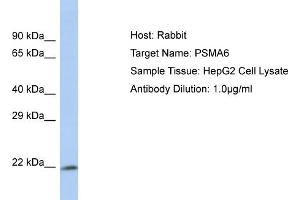 Host: Rabbit Target Name: PSMA6 Sample Type: HepG2 Whole cell lysates Antibody Dilution: 1. (PSMA6 抗体  (N-Term))