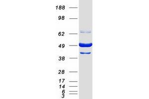 Validation with Western Blot (BAG5 Protein (Transcript Variant 2) (Myc-DYKDDDDK Tag))
