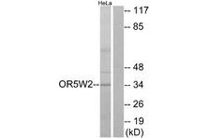 Western Blotting (WB) image for anti-Olfactory Receptor, Family 5, Subfamily W, Member 2 (OR5W2) (AA 158-207) antibody (ABIN1535944)
