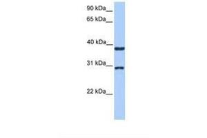 Image no. 1 for anti-Kelch Domain Containing 1 (KLHDC1) (AA 51-100) antibody (ABIN6739381) (KLHDC1 抗体  (AA 51-100))