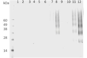 DMPO Western Blot. (DMPO 抗体)