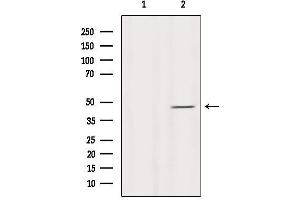 Western blot analysis of extracts from Mouse brain, using PDK2 Antibody. (PDK2 抗体  (Internal Region))