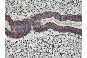 Image no. 5 for anti-TNF Receptor-Associated Protein 1 (TRAP1) antibody (ABIN1501499)