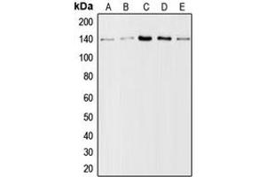 Western Blotting (WB) image for anti-Collagen, Type I, alpha 2 (COL1A2) (N-Term) antibody (ABIN7295316)