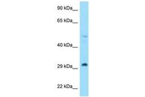 Image no. 1 for anti-Ribosomal Protein L7 (RPL7) (N-Term) antibody (ABIN6748059) (RPL7 抗体  (N-Term))