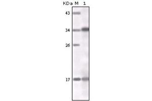 Western Blotting (WB) image for anti-Interferon gamma (IFNG) antibody (ABIN1843980) (Interferon gamma 抗体)