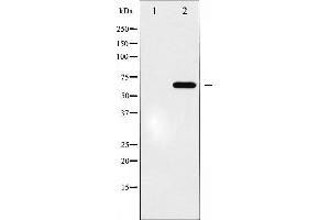 Western blot analysis of Epo-R expression in EPO treated COS7 whole cell lysates,The lane on the left is treated with the antigen-specific peptide. (EPOR 抗体)