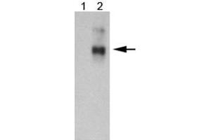 Western blot analysis of ABCC1 in 10 ug of 293 transfected lysate using ABCC1 monoclonal antibody, clone IU5C1 . (ABCC1 抗体  (AA 1-33))
