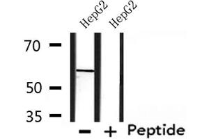 Western blot analysis of extracts from HepG2, using CHRNG Antibody. (CHRNG 抗体  (N-Term))