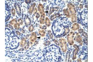 Image no. 1 for anti-C-Myc Binding Protein (MYCBP) (C-Term) antibody (ABIN202015) (MYCBP 抗体  (C-Term))