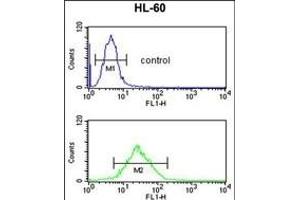 LY75 Antibody (Center) (ABIN652943 and ABIN2842602) flow cytometric analysis of HL-60 cells (bottom histogram) compared to a negative control cell (top histogram). (LY75/DEC-205 抗体  (AA 646-675))