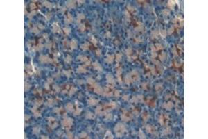 Detection of LOXL3 in Mouse Pancreas Tissue using Polyclonal Antibody to Lysyl Oxidase Like Protein 3 (LOXL3) (LOXL3 抗体  (AA 509-712))