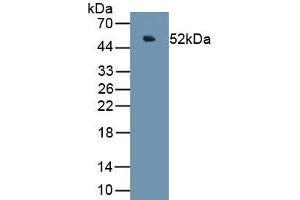 Detection of Recombinant CHGA, Porcine using Polyclonal Antibody to Chromogranin A (CHGA) (Chromogranin A 抗体  (AA 17-446))