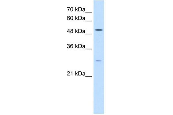 RRP1 抗体  (C-Term)