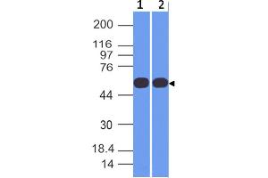 Image no. 1 for anti-Trk-Fused Gene (TFG) (AA 196-400) antibody (ABIN5027602) (TFG 抗体  (AA 196-400))