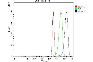 anti-THAP Domain Containing 11 (THAP11) (AA 1-294) antibody