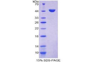 SDS-PAGE analysis of Mouse Caveolin 1 Protein. (Caveolin-1 蛋白)