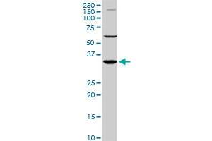 Western Blotting (WB) image for anti-Paired Box 9 (PAX9) (AA 205-300) antibody (ABIN518645)