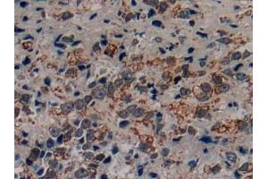 Immunohistochemistry (IHC) image for anti-Corticotropin Releasing Hormone (CRH) (AA 40-195) antibody (ABIN7429697)
