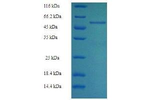 SDS-PAGE (SDS) image for Aldolase B, Fructose-Bisphosphate (ALDOB) (AA 2-364) protein (His tag) (ABIN7479003)