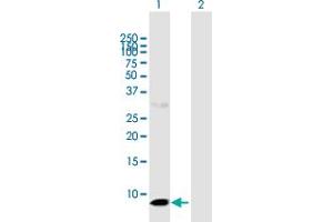 Western Blot analysis of CLPS expression in transfected 293T cell line by CLPS MaxPab polyclonal antibody. (CLPS 抗体  (AA 1-112))