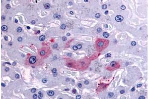 Anti-SYVN1 / HRD1 antibody  ABIN1049376 IHC staining of human liver. (SYVN1 抗体  (Internal Region))
