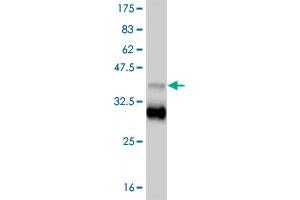 Western Blot detection against Immunogen (37.