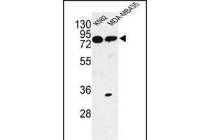Western blot analysis of PRK Antibody (ABIN652306 and ABIN2841396) in K562, MDA-M cell line lysates (35 μg/lane). (PRKAA1 抗体)