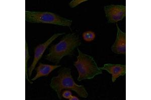 Immunofluorescence staining of methanol-fixed Hela cells using Niban Antibody.