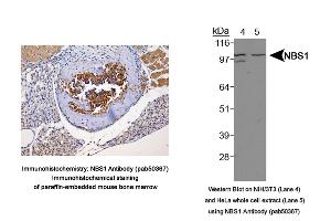 Image no. 3 for anti-NLR Family, Pyrin Domain Containing 2 (NLRP2) (Internal Region) antibody (ABIN363674) (NLRP2 抗体  (Internal Region))