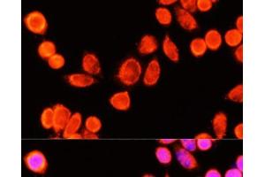 Immunofluorescence analysis of Hela cells using GSTK1 Polyclonal Antibody at dilution of 1:100 (40x lens). (GSTK1 抗体)